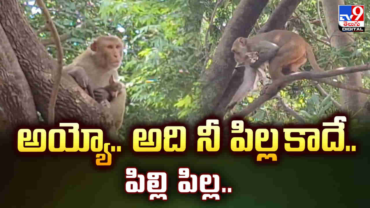 Telangana: జాతివైరం మరచి.. పిల్లికూన పట్ల కోతి చూపిస్తున్న ప్రేమకు ఫిదా..!
