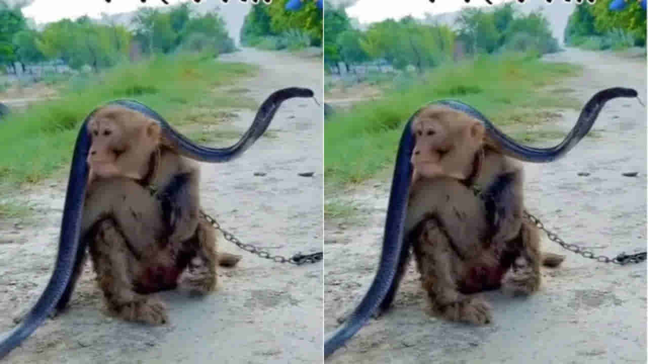 Viral Video: రోడ్డుపై వెళ్తున్న కోతి.. సడెన్‌గా అడ్డొచ్చిన బ్లాక్‌ కోబ్రా.. తర్వాత ఏం జరిగిందో చూడండి!