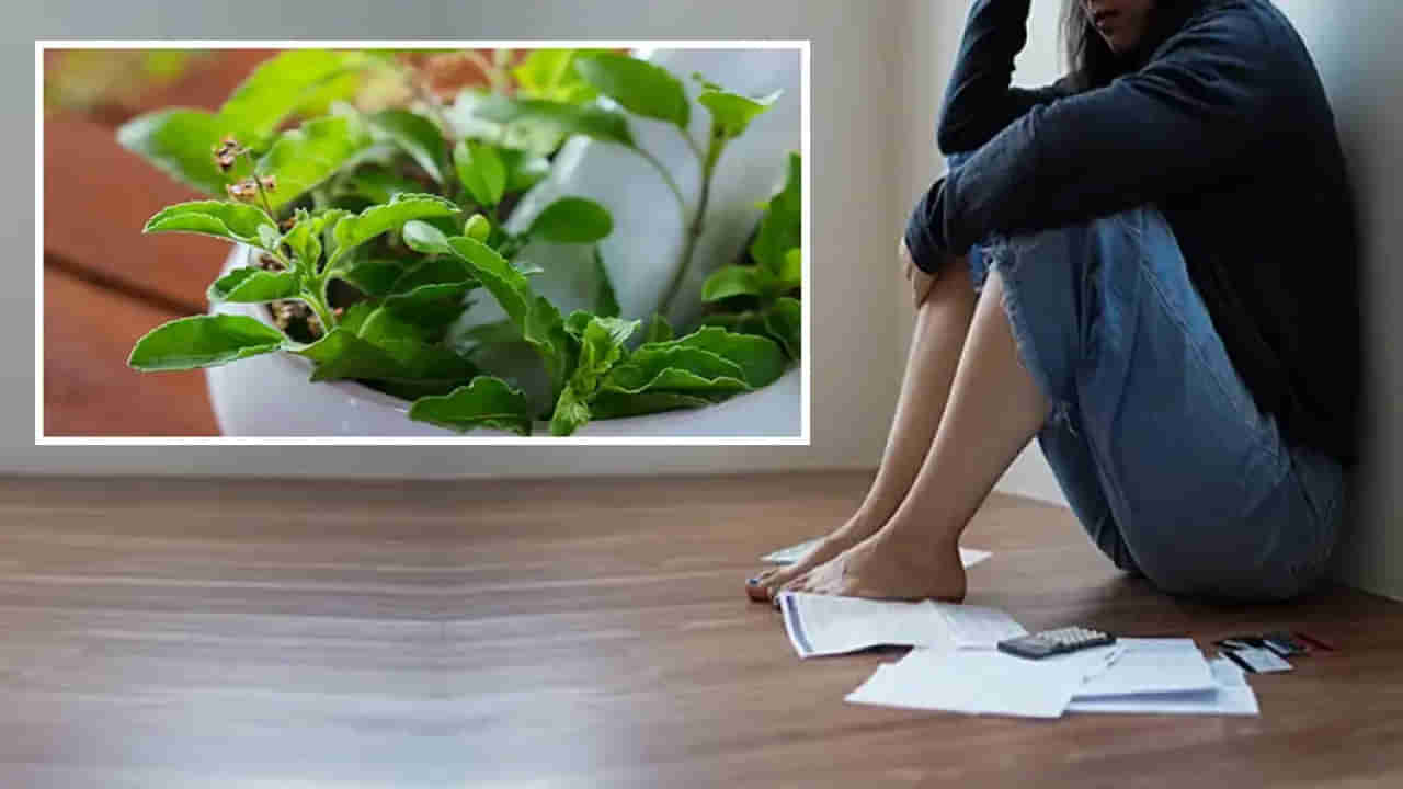 ఉదయాన్నే ఖాళీ కడుపుతో ఈ మొక్క ఆకులు 2 నోట్లో వేసుకున్నారంటే.. మెంటల్ స్ట్రెస్ హుష్!