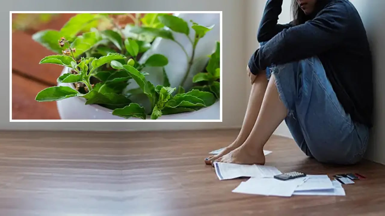 ఉదయాన్నే ఖాళీ కడుపుతో ఈ మొక్క ఆకులు 2 నోట్లో వేసుకున్నారంటే.. మెంటల్ స్ట్రెస్ హుష్!