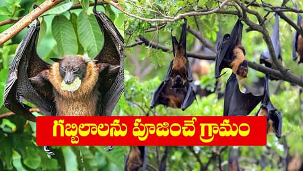 గబ్బిలాలు లక్ష్మి స్వరూపం అట.. దేవతలుగా పూజించే గ్రామం.. ఆర్దిక ఇబ్బందులు, అనారోగ్యం ఆ గ్రామస్తులను తాకవట..