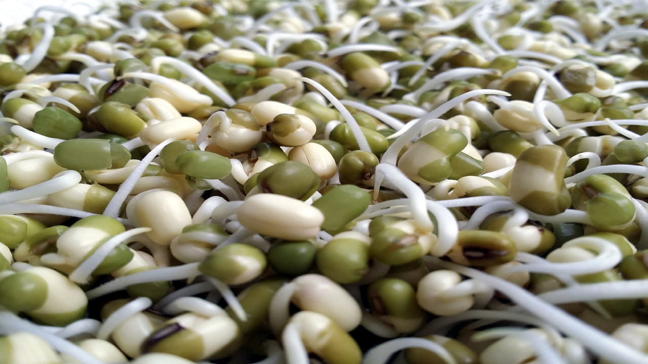 మొలకెత్తిన బీన్స్ పోషక విలువలను పెంచుతుంది. ప్రోటీన్, ఫోలేట్, మెగ్నీషియం, భాస్వరం, మాంగనీస్ మరియు విటమిన్లు సి, కె సరైన మొత్తంలో లభిస్తాయి. బీన్స్లో ప్రోటీన్ కంటెంట్ను పెంచడంలో సహాయపడుతుంది. మొలకలలో కూడా అమైనో ఆమ్లాలు కనిపిస్తాయి. అటువంటి పరిస్థితిలో, మీరు వారంలో ప్రతిరోజూ వివిధ వస్తువులతో తయారు చేసిన బీన్స్ను మీ ఆహారంలో చేర్చుకోవచ్చు.