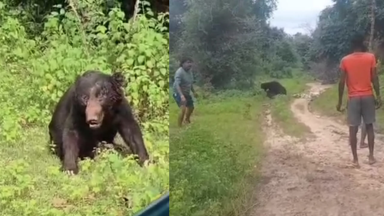 Watch Video: అయ్యో.. తండ్రిపై ఎటాక్ చేసిన ఎలుగుబంటి.. కాపాడేందుకు వెళ్లిన కొడుకు.. ఆ తర్వాత జరిగిందిదే..