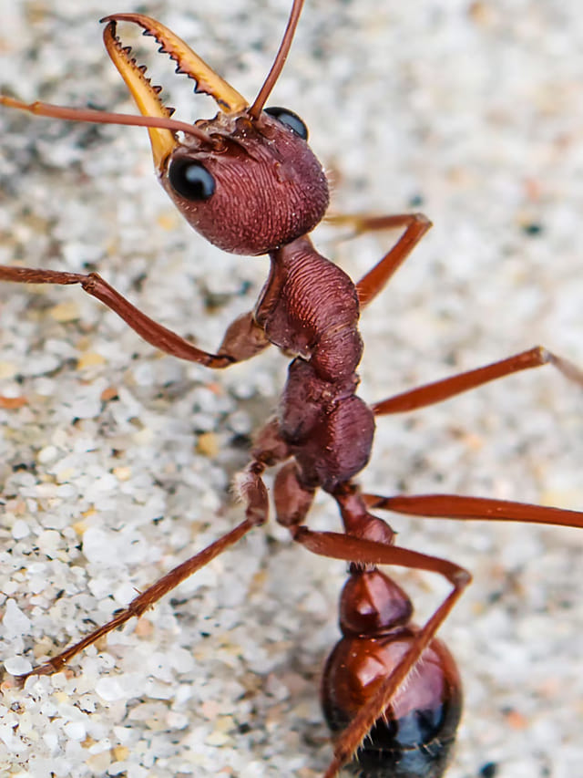 ప్రపంచంలోనే అతిపెద్ద చీమలు ఇవే!