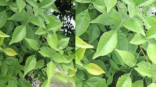 Patanjali Tips: తీవ్ర ఒత్తిడితో చిత్తవుతుంటే.. పతంజలి సూచించిన ఈ 5 ప్రాణాయామాలు రోజూ చేయండి..