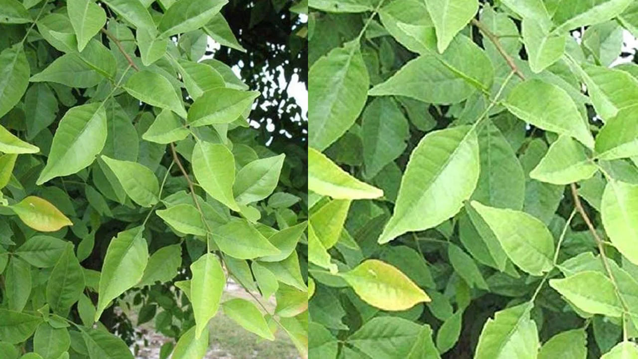 Health Tips: ఈ ఆకులను ప్రతి రోజు 2 తింటే చాలు.. దెబ్బకు ఆ సమస్యలన్నీ ఫసక్