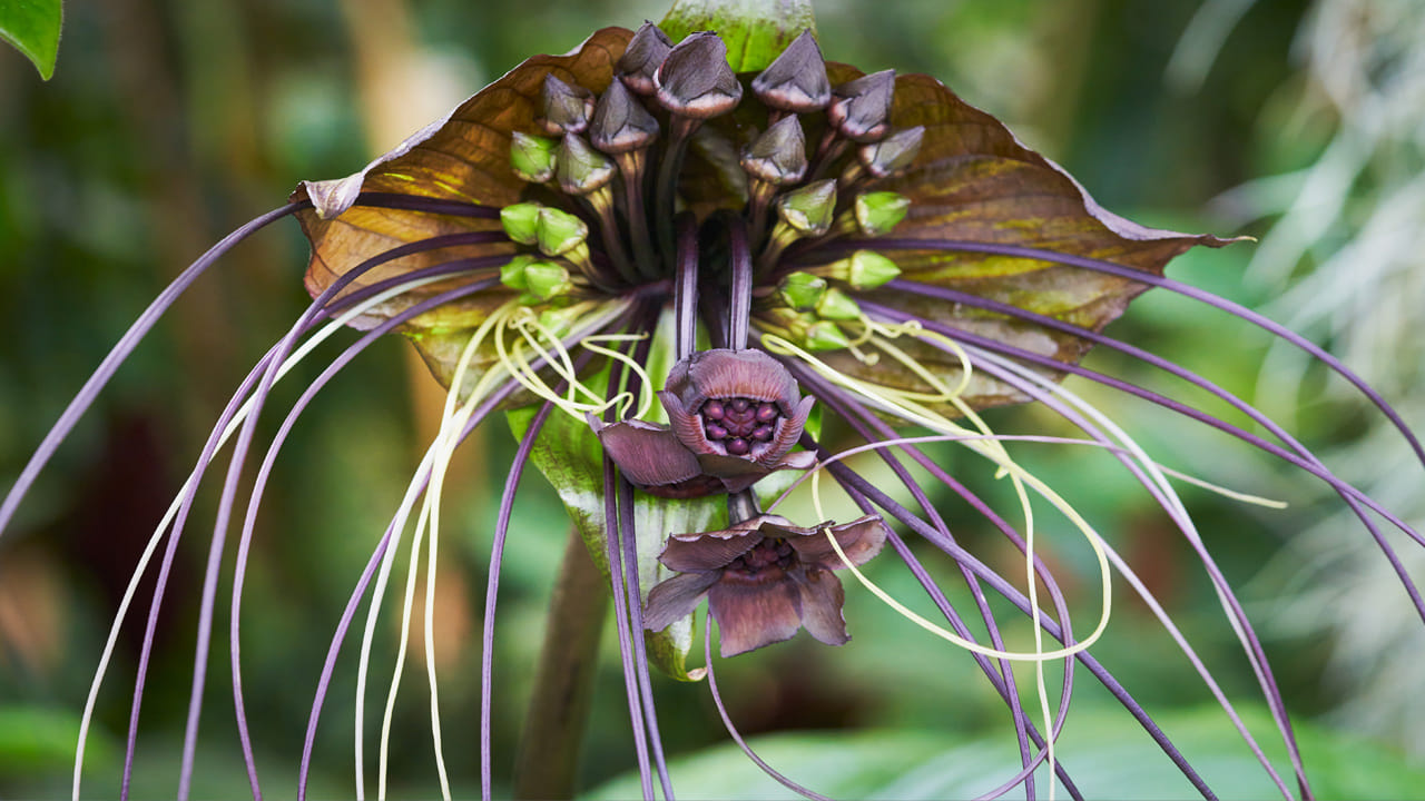 వసంతకాలం నుంచి శరదృతువు ప్రారంభం ఈ పువ్వులు వికసిస్తాయి. అనుకూలమైన వాతావరణం ఆంటే ఒక మొక్కకు ఒకేసారి అనేక పువ్వులు వికసిస్తాయి. చూడడానికి ఎంతో ఆహ్లాదంగా ఉంటుదని అప్పుడు ఆ మొక్క. 