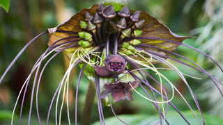 Coriander benefits: కొత్తిమీరే కదా అని లైట్ తీసుకుంటున్నారా.. ఇది మీ శరీరంలో చేసే మ్యాజిక్ ఇదే