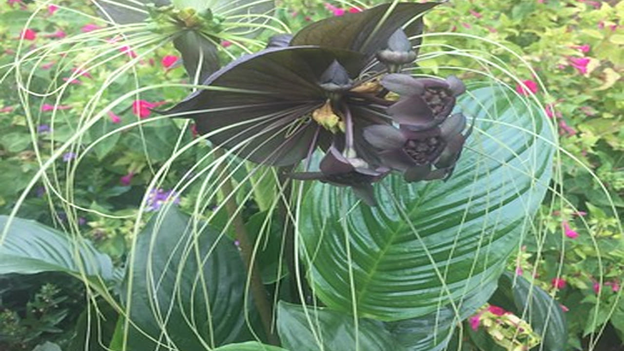 
ముదురు రంగులో గబ్బిలంలా వింతగా, అందంగా ఉంటాయి. వీటి కేసరాలు పిల్లి మీసాల్లా ఉంటాయి. రేకులు గబ్బిలం రెక్కల్లా ఉంటాయి. పన్నెండు అంగుళాల వెడల్పు, పది అంగుళాల పొడవుతో  అకస్మాత్తుగా చూస్తే కొంత భయ పడేలా ఉంటాయి. అందుకనే ఈ పువ్వులను దక్షిణాసియా దెయ్యం పువ్వులు అని కూడా పిలుస్తారు. 