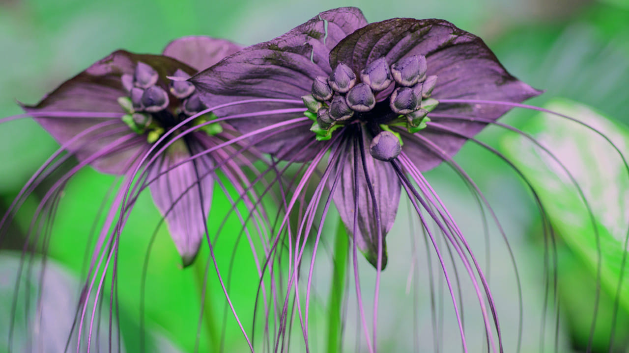 అధిక రక్తపోటు, గ్యాస్ట్రిక్ అల్సర్లు ,హెపటైటిస్ వంటి సమస్యలను పరిష్కరించడానికి సాంప్రదాయ వైద్యంలో రైజోమ్‌లను ఉపయోగిస్తారు. అవి టాక్కలోనోలైడ్స్ వంటి సమ్మేళనాలకు మూలంగా కూడా పనిచేస్తాయి. వీటిలో ఔషధ గుణాలను క్యాన్సర్ నిరోధక సామర్థ్యం ఉన్నాయేమో అనే దిశగా పరిశోధనలు చేస్తున్నారు. 