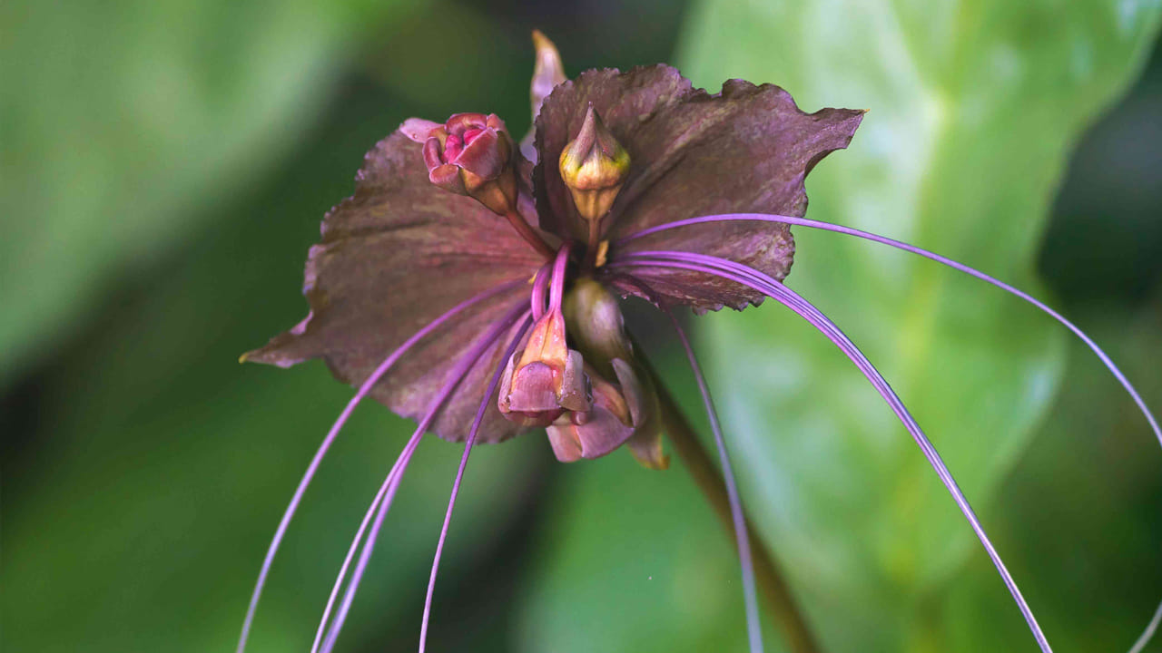  
వింతగా కనిపించడంమే కాదు.. ఈ గబ్బిల పువ్వులో ఔషధ ఉన్నాయి. ఈ పువ్వు ఆకర్షణకు మించి.. దీనిలోని ఔషధ లక్షణాలతో విలువైనదిగా మారింది. చైనీస్‌ సంప్రదాయ వైద్యంలో ఈ పువ్వులను కొన్ని ప్రత్యేక ఔషధాల తయారీ కోసం ఉపయోగిస్తారు.
