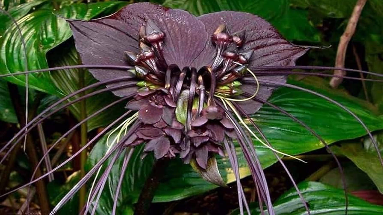 మొక్కలు పెంచడంలో ఆసక్తి ఉన్నవారికి ఇంట్లో పెంచుకునెందుకు తగినంత స్థలం ఉంటే ఇంటి లోపల లేదా నీడ ఉన్న ప్రదేశంలో పెరుగుతాయి.  అయితే వీటిని పెంచడంలో ప్రారంభంలో కొంచెం కష్టం అనిపిస్తుంది. 