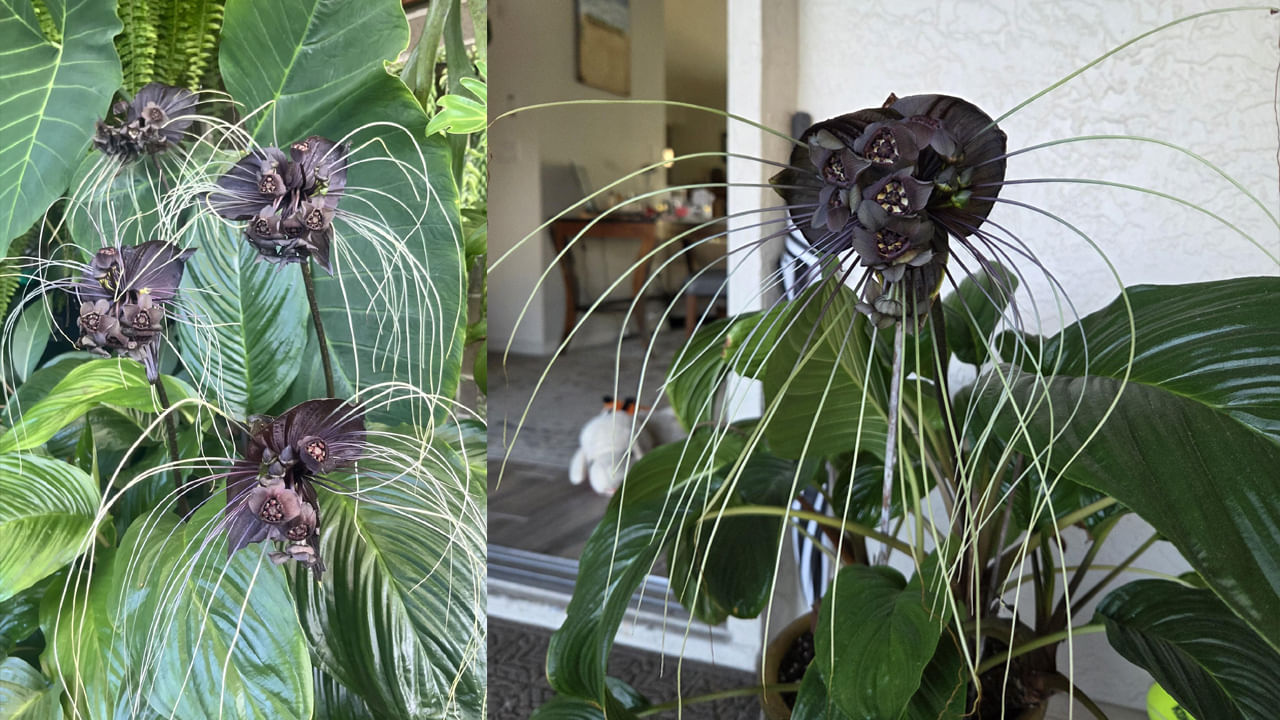 
వింతగా కనిపించే నల్లని పువ్వులను బ్లాక్ బ్యాట్ ఫ్లవర్ లేదా టక్కా చాంట్రియరి అని అంటారు. డయోస్కోరేసి కుటుంబానికి చెందినది. ప్రపంచ ప్రసిద్ధి చెందిన ఈ మొక్కలు సెమీ-ట్రాపికల్ వాతావరణంలో బాగా పెరుగుతాయి. అంతేకాదు ఈ పువ్వులు ఎంత పెద్దగా ఉంటే అంత ఆరోగ్యంగా ఉంటాయి.