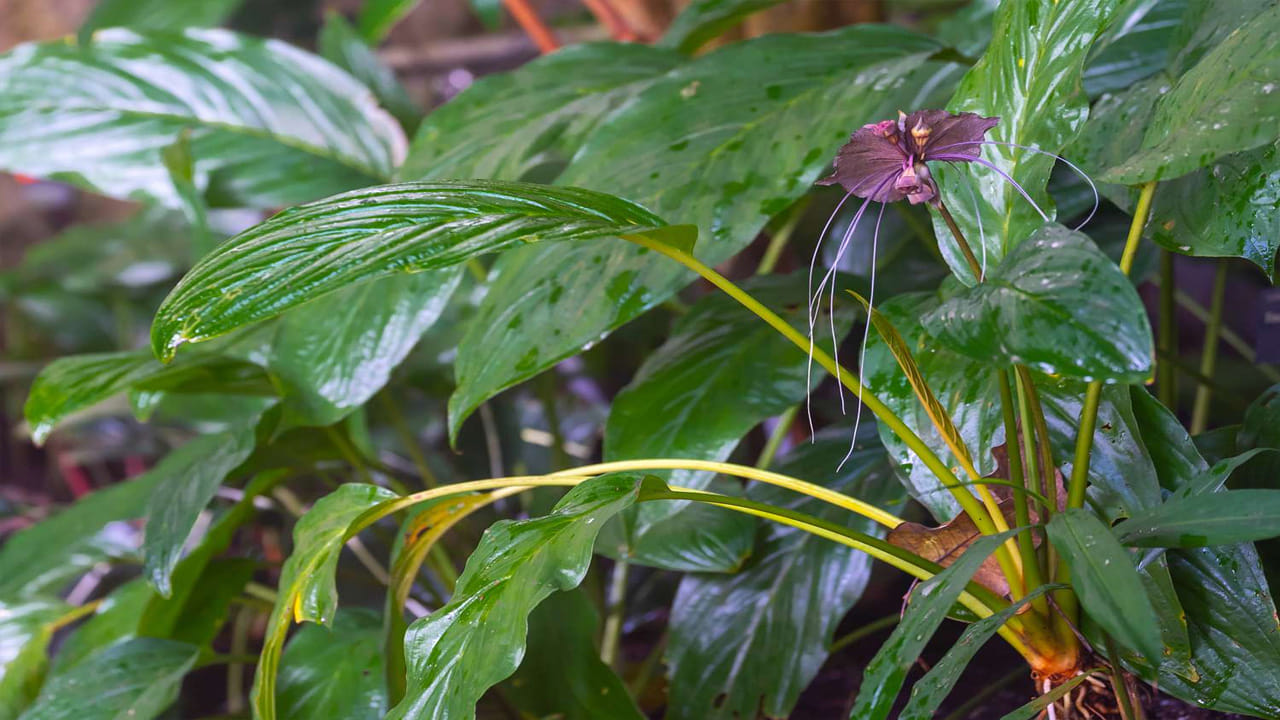 ఈ పువ్వు దీని రంగు ఆకారం కారణంగా ప్రపంచంలోనే  వెరీ వెరీ స్పెషల్ ఫ్లవర్ గా ప్రఖ్యాతిగాంచాయి. పువ్వుల్లోని కేసరాలు పొడవాటి మీసాలులా.. ఆకారం అచ్చం గబ్బలాలా కనిపిస్తుంది.  కనుకనే ఈ పువ్వులను ముద్దుగా గబ్బిలం పువ్వు అని అంటారు. తేమ అధికంగా ఉండే బంగ్లాదేశ్, కంబోడియా, దక్షిణ చైనా, లావోస్, మలేసియా, మయాన్మార్, థాయ్‌లండ్‌ అడవుల్లో కనిపిస్తాయి. 
 