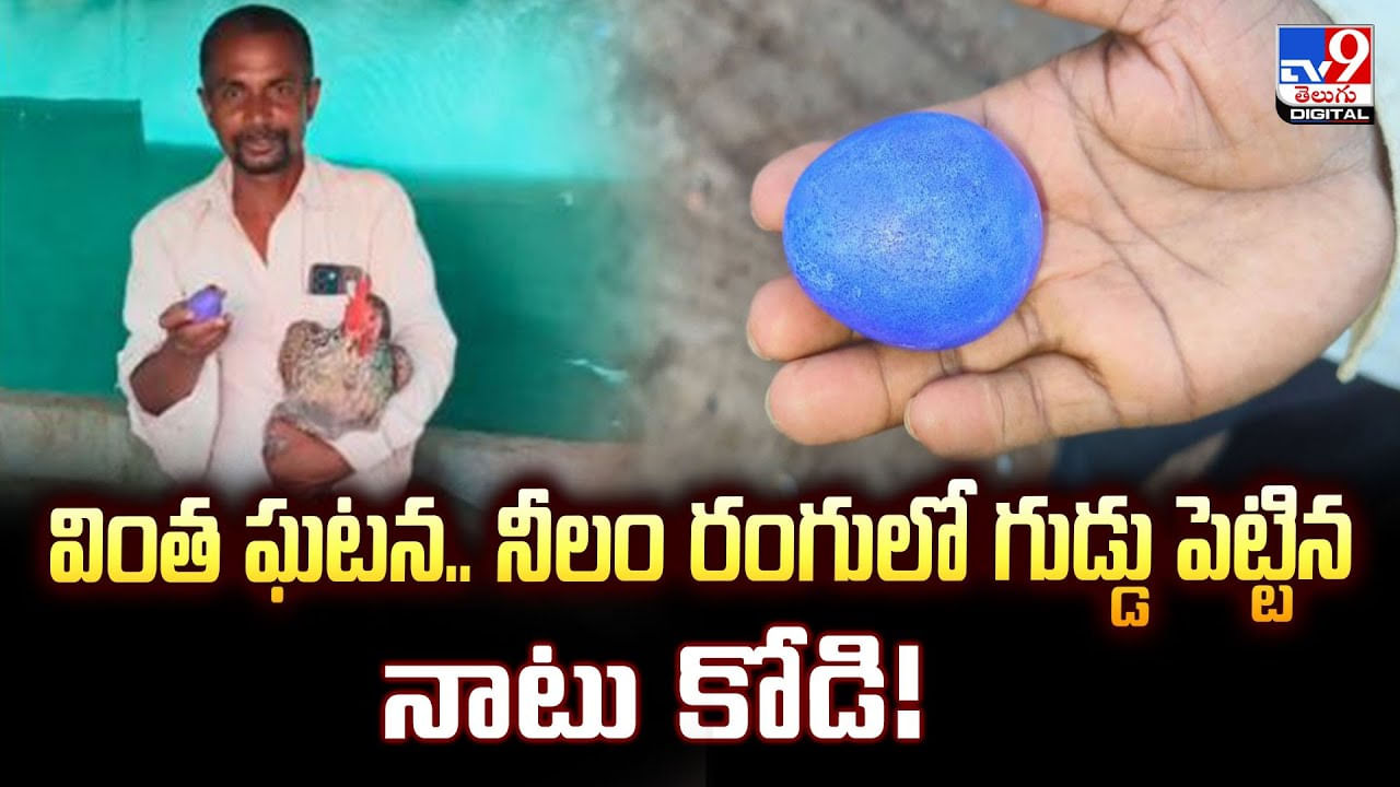 వింత ఘటన.. నీలం రంగులో గుడ్డు పెట్టిన నాటు కోడి వీడియో