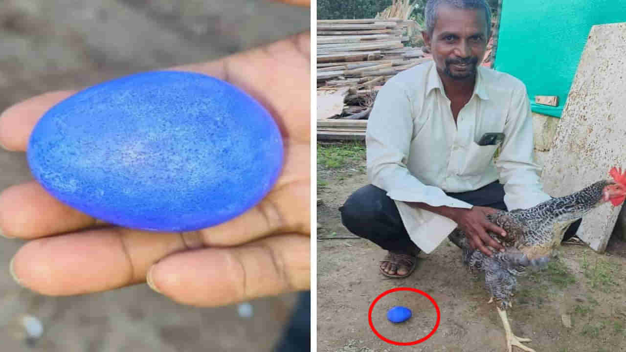 ఓర్నీ ఇదెక్కడి వింత.. నీలం రంగు గుడ్డు పెట్టిన నాటు కోడి!.. ఎక్కడో తెలుసా?