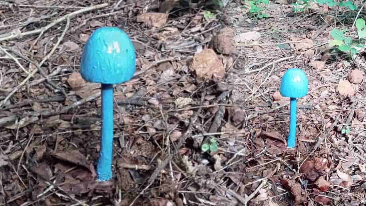 తెలంగాణలో అరుదైన నీలిరంగు పుట్టగొడుగులు.. చూశారంటే వావ్ అనాల్సిందే..!