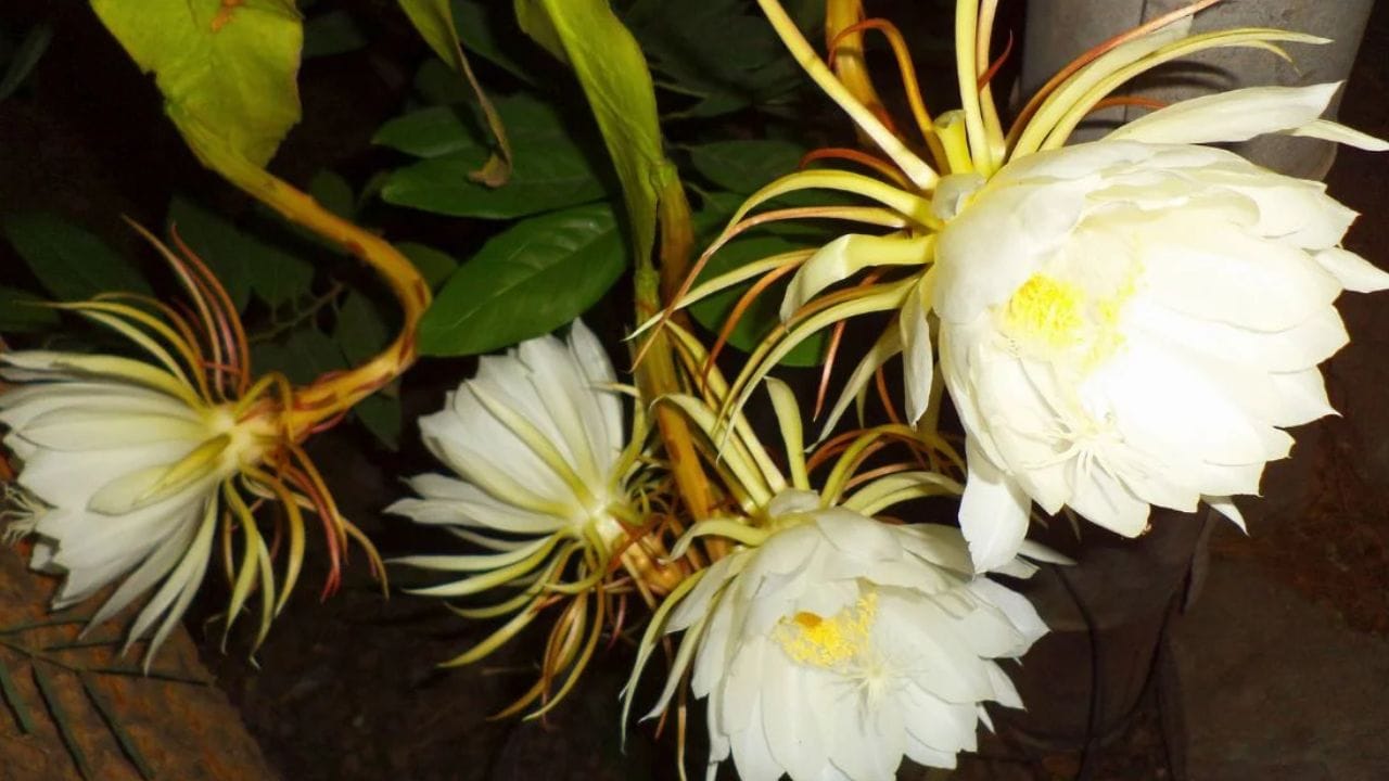 ఒక్కరాత్రి మాత్రమే పూసే బ్రహ్మ కమలం రహస్యాలు మీకు తెలుసా..?