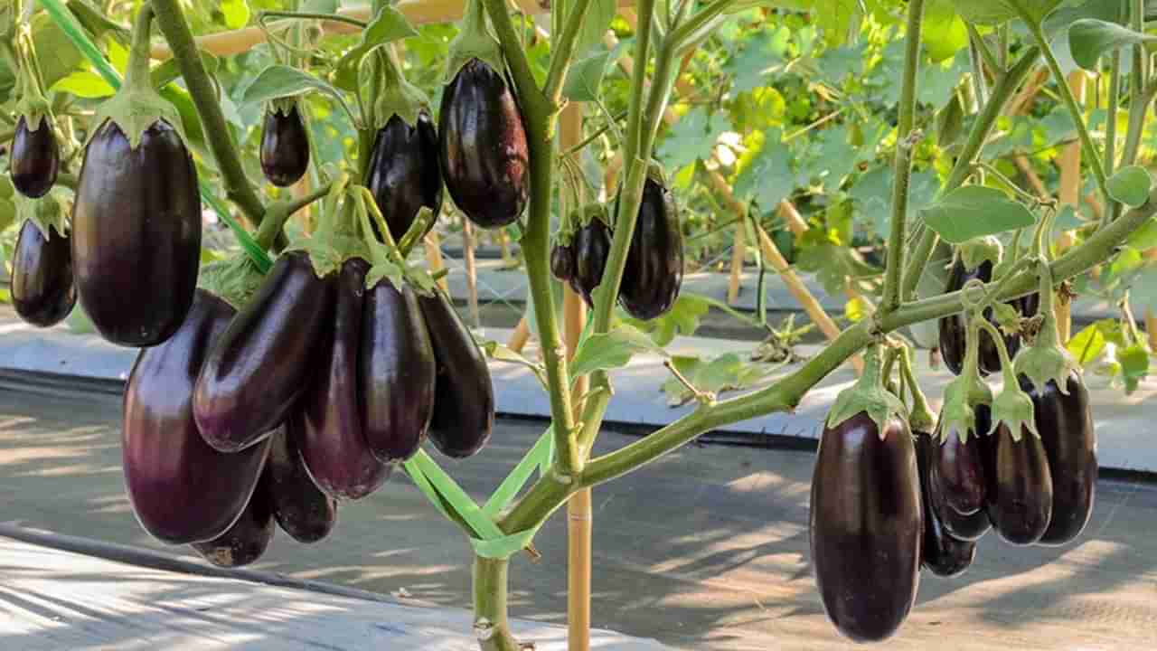 Health Tips: వంకాయ తింటున్నారా..? ఈ సమస్యలు ఉన్నవారు తింటే ఏమవుతుందో తెలిస్తే షాకే..