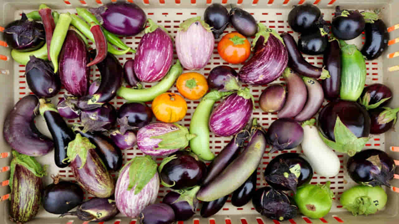 వంకాయా మజాకా..? తరచూ తిన్నారంటే ఆ సమస్యలన్నీ పరార్..! బెనిఫిట్స్ తెలిస్తే...