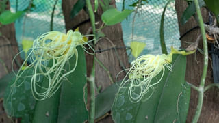 Vizag: కంటిపాపలను కాటేశాడు.. వేసిన శిక్ష సరిపోదు అంటున్న సమాజం