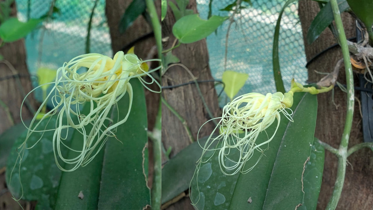 Vizag: ఈ పువ్వు చూడ్డానికి భిన్నంగా, వింతగా ఉంది కదా.. కానీ దాని వాసన..