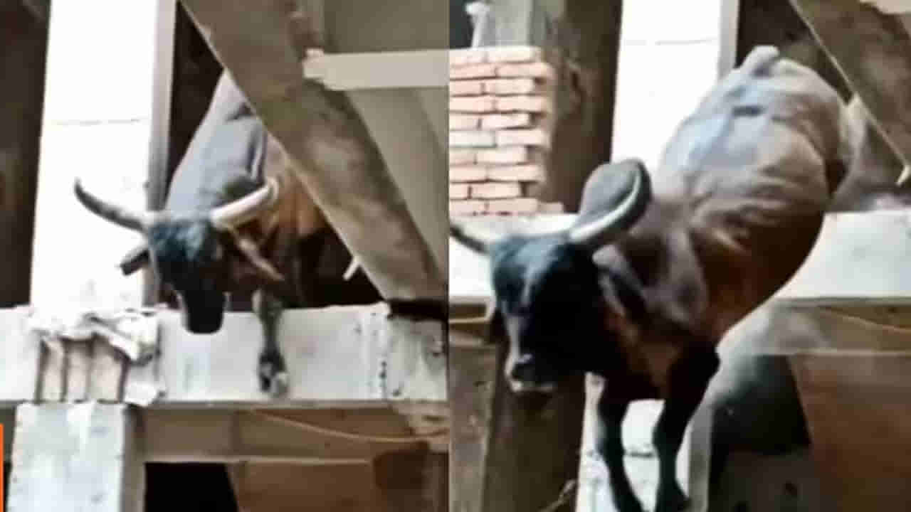 Watch: వామ్మో.. ఈ ఎద్దును ఒలంపిక్స్‌కి పంపిస్తే కప్పు ఖాయం గురూ..! ఫస్ట్‌ఫ్లోర్‌ నుంచి ఎలా దూకిందో చూస్తే...