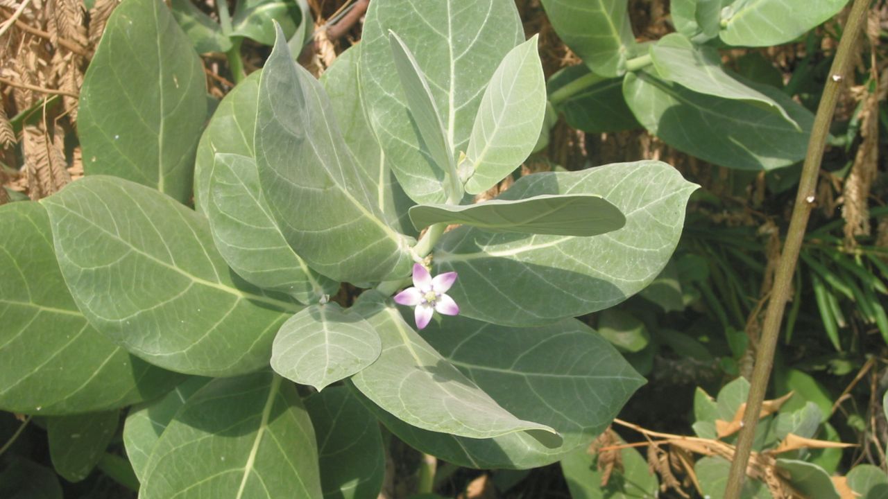 జిల్లేడు చెట్టు (Calotropis Gigantea).. జిల్లేడు చెట్టుకు మందమైన ఆకులు, తెలుపు రంగు పువ్వులు ఉంటాయి. ఈ మొక్క కొమ్మను విరిస్తే తెల్లటి పాలు లాంటి ద్రవం బయటకు వస్తుంది. పల్లె వైద్యంలో ఈ పాలను పాము కరిచిన చోట రాస్తే విషం వ్యాప్తి చెందకుండా ఆపుతుందని నమ్ముతారు. 