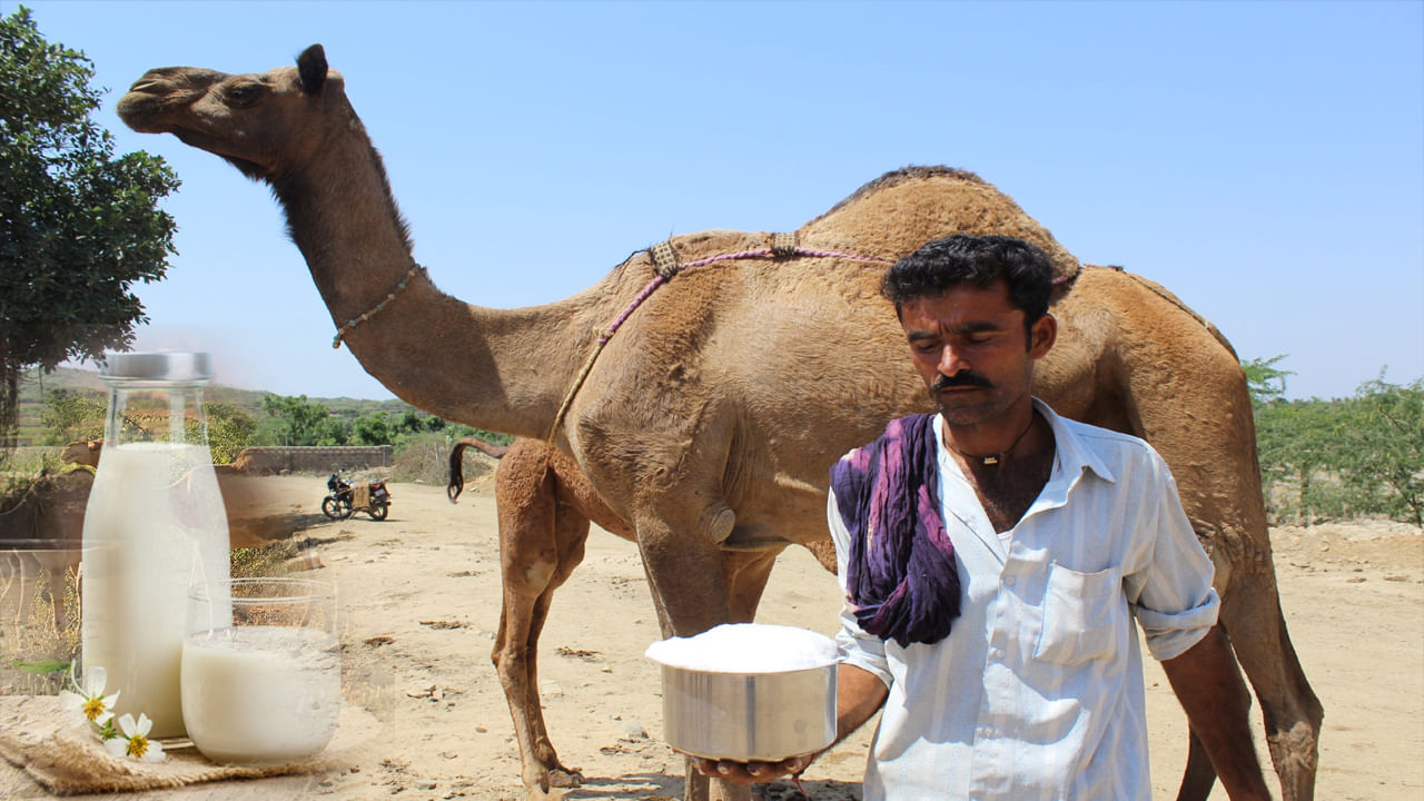 Camel Milk: ఒంటె పాలు ఇంత ఖరీదైనవా? లీటర్‌కు ఎంతో తెలిస్తే షాకవుతారు.. వీటితో ప్రయోజనం ఏంటి? – Telugu News | Why Camel Milk Called white gold know its benefits and price
