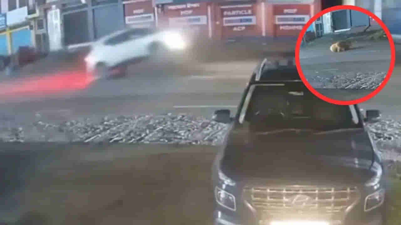 Viral Video: పాపం మూగజీవి.. ఎంత తల్లడిల్లిపోయిందో కదా... డ్రైవర్‌ను తిట్టి పోస్తున్న నెటిజన్స్‌