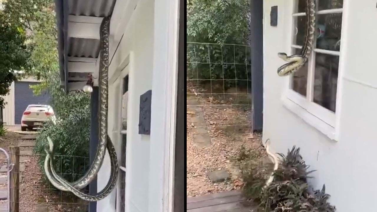 Pythons Fight: కొండచిలువల యుద్ధం ఎప్పుడైనా చూశారా.? ఈ వీడియో చూస్తే మీ ప్రాణాలు పోయేంత పనవుతుంది!