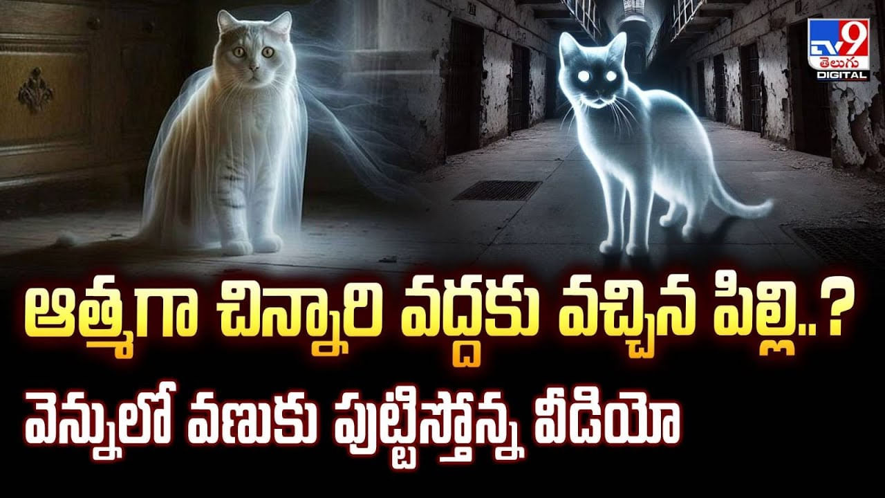 ఆత్మగా చిన్నారి వద్దకు వచ్చిన పిల్లి..? వెన్నులో వణుకు పుట్టిస్తోన్న వీడియో