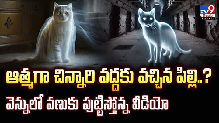 ఆత్మగా చిన్నారి వద్దకు వచ్చిన పిల్లి..? వెన్నులో వణుకు పుట్టిస్తోన్న వీడియో ఆత్మగా చిన్నారి వద్దకు వచ్చిన పిల్లి..? వెన్నులో వణుకు పుట్టిస్తోన్న వీడియో