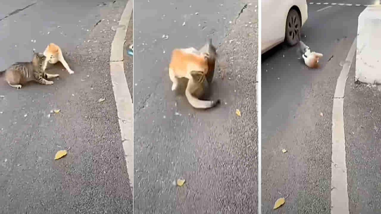 Viral Video: రోడ్డు మీద మహా యుద్ధం చేస్తున్న పిల్లులు.. రెజ్లర్ల నుంచి శిక్షణ పొందాఏమో అంటున్న నెటిజన్లు..