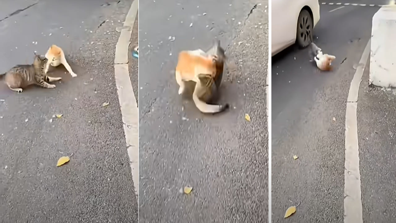 Viral Video: రోడ్డు మీద మహా యుద్ధం చేస్తున్న పిల్లులు.. రెజ్లర్ల నుంచి శిక్షణ పొందాఏమో అంటున్న నెటిజన్లు..