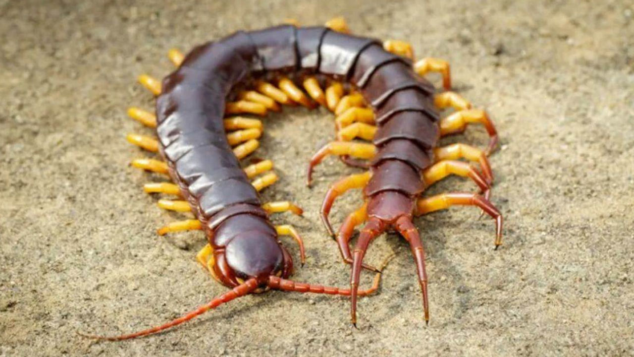 Centipede In House