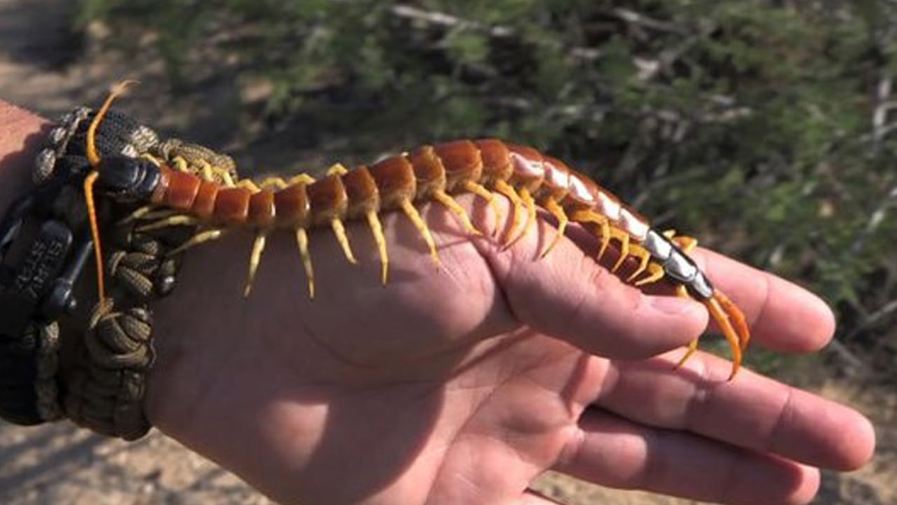 Centipede In House