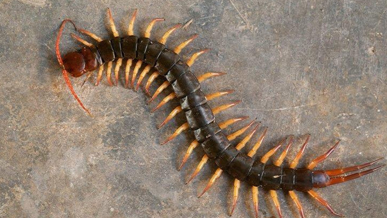 Centipede In House