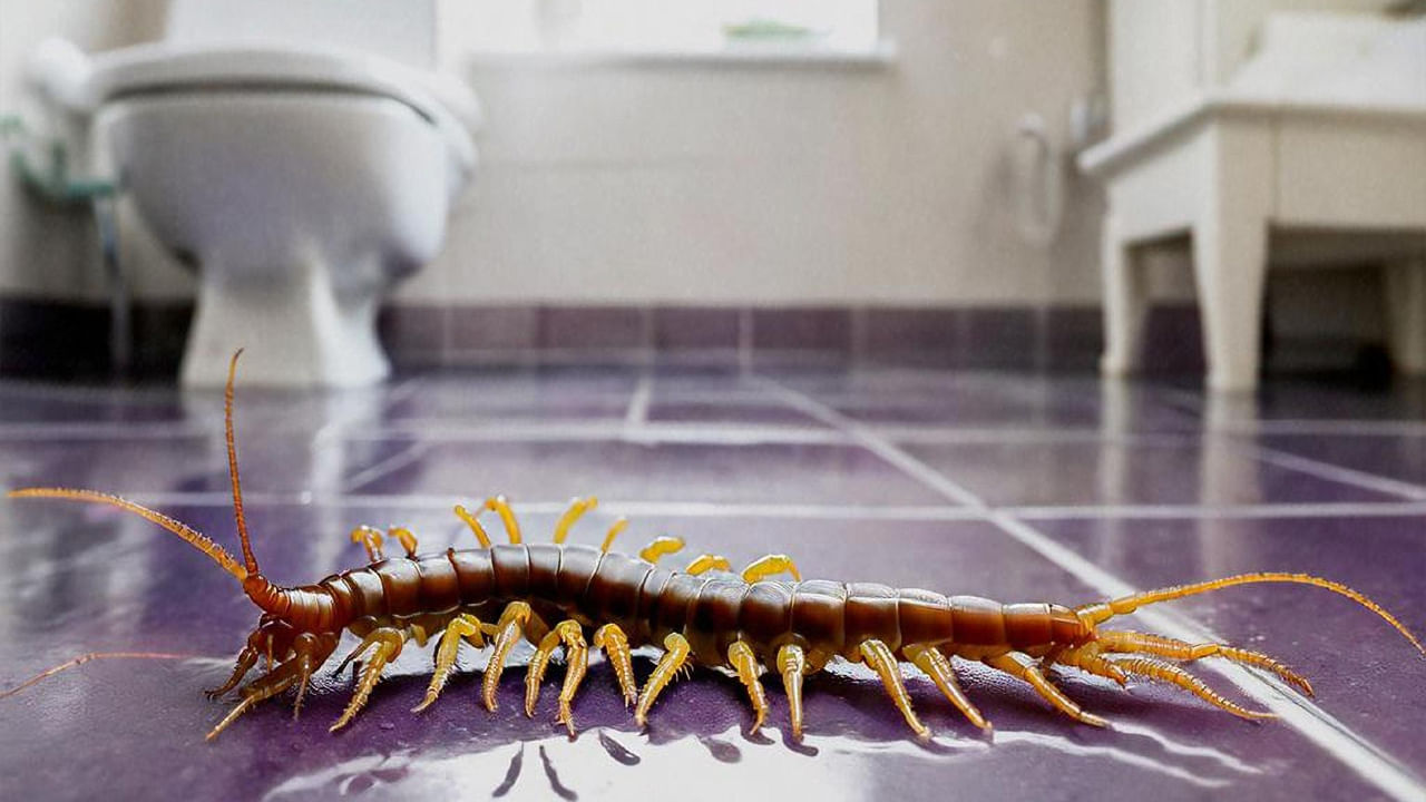 Centipede In House