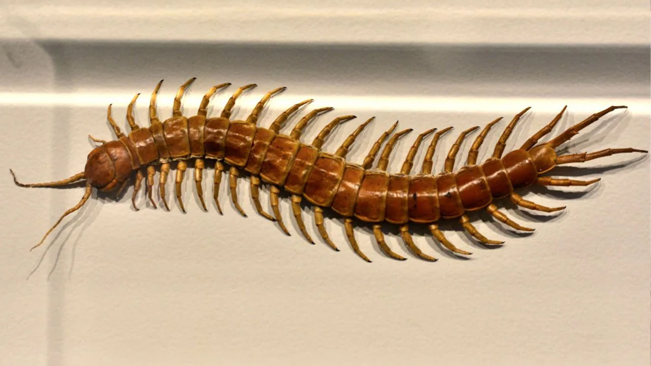 Centipede In House
