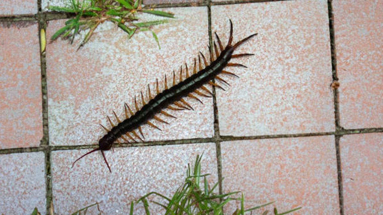 Centipede In House