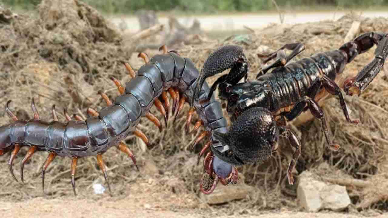 DIY Hacks: కేవలం రూ.1 ఖర్చుతో తేళ్లు, శతపాదుల సమస్యకు చెక్ పెట్టండి..!