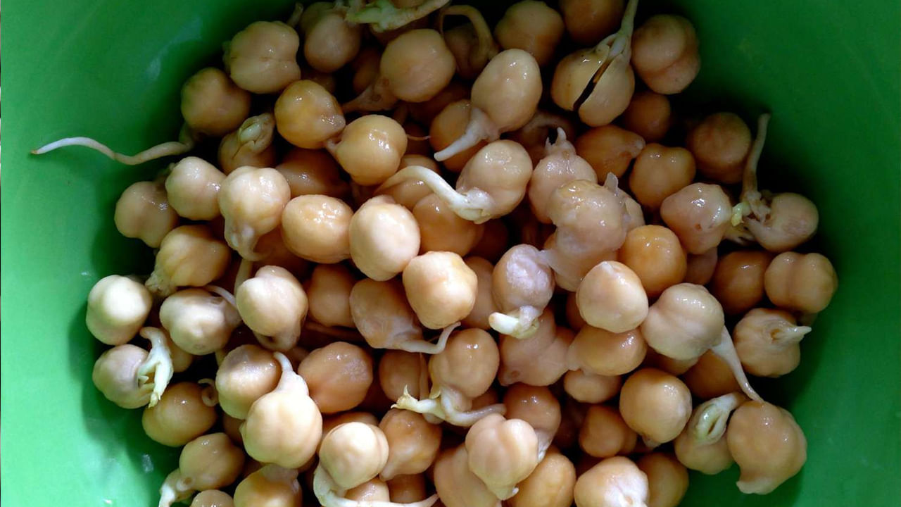 మొలకెత్తిన చిక్పీస్ - మీరు మీ అల్పాహారంలో మొలకెత్తిన చిక్పీస్ను చేర్చుకోవచ్చు. శాఖాహారులకు ఇవి ప్రోటీన్ యొక్క మంచి మూలం. ఆరోగ్య నిపుణుల అభిప్రాయం ప్రకారం.. ఒక కప్పు మొలకెత్తిన శనగపప్పు 480 కేలరీలు, 84 గ్రాముల కార్బోహైడ్రేట్లు, 36 గ్రాముల ప్రోటీన్, 8 గ్రాముల కొవ్వు, అలాగే 5శాతం విటమిన్ సి, 40శాతం ఐరన్ కలిగి ఉంటుంది.