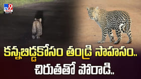 కన్నబిడ్డకోసం తండ్రి సాహసం.. చిరుతతో పోరాడి వీడియో