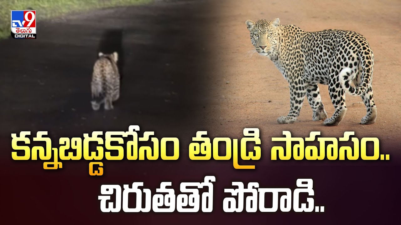 కన్నబిడ్డకోసం తండ్రి సాహసం.. చిరుతతో పోరాడి వీడియో