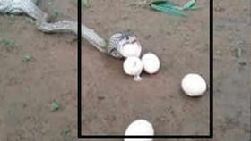 పాము కక్కిన గుడ్లను ఇంక్యుబేటర్‌‌లో పొదిగించగా..