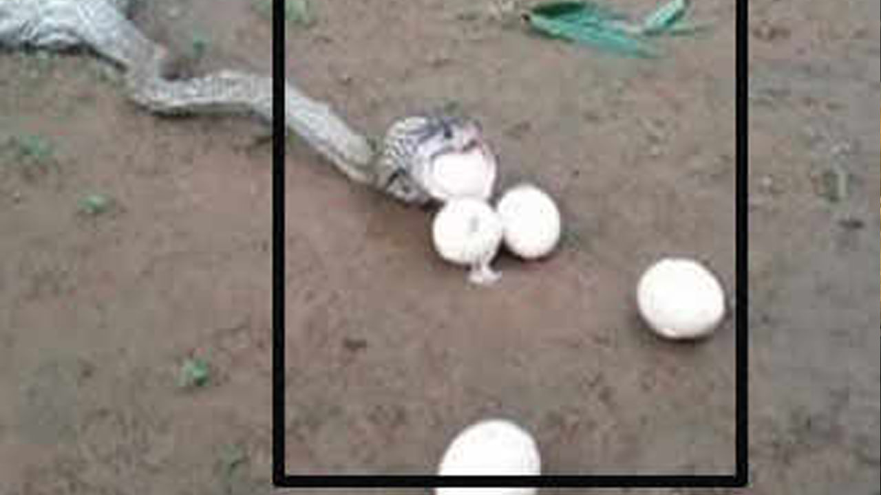 Viral: పాము కక్కిన గుడ్లను తీసుకొచ్చి పొదిగించారు.. ఏం పిల్లలు పుట్టాయో తెల్సా..?