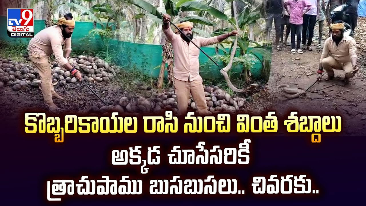 కొబ్బరికాయల రాసి నుంచి వింత శబ్దాలు.. అక్కడ చూసేసరికీ త్రాచుపాము బుసబుసలు.. చివరకు