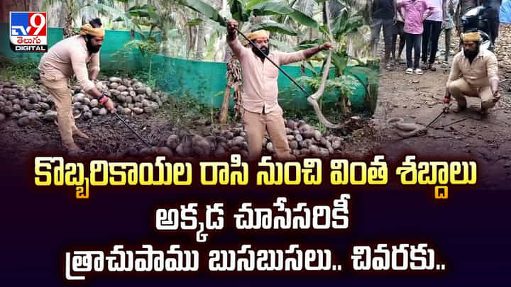 కొబ్బరికాయల రాసి నుంచి వింత శబ్దాలు.. అక్కడ చూసేసరికీ త్రాచుపాము బుసబుసలు.. చివరకు కొబ్బరికాయల రాసి నుంచి వింత శబ్దాలు.. అక్కడ చూసేసరికీ త్రాచుపాము బుసబుసలు.. చివరకు