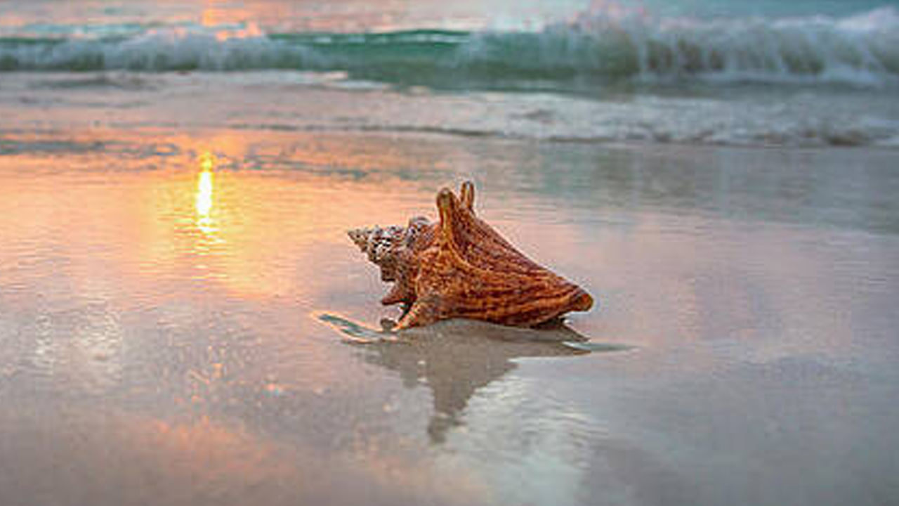 
మిథునం, తుల, కుంభం (వాయు రాశులు): ఈ రాశుల వారికి గణేష్ శంఖం లేదా పరాడ్ శంఖం ప్రయోజనకరంగా ఉంటుంది. ఈ శంఖాలు మనస్సును ప్రశాంతపరుస్తాయి. సంబంధాలలో సమతుల్యతను కాపాడుతాయి. అయితే గణేష్ శంఖం వినాయకుడికి ప్రతీకగా, అడ్డంకులను తొలగించి, జ్ఞానం , సంపదను ప్రసాదిస్తుందని నమ్ముతారు. పరాడ్ శంఖం బుధుడికి సంబంధించినది. ఈ రెండిటినీ ఆధ్యాత్మిక ప్రయోజనాల కోసం ఉపయోగిస్తారు. రెండూ వేర్వేరు ప్రాముఖ్యతలను కలిగి ఉన్నాయి. 